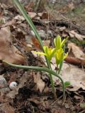 Gagea podolica. Цветущее растение. Крым, гора Парагильмен. 3 апреля 2010 г.