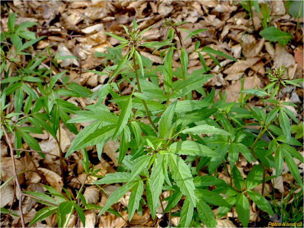 Image of Cardamine bulbifera specimen.