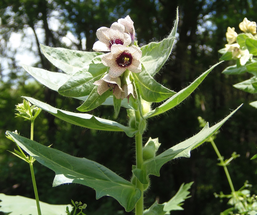 Изображение особи Hyoscyamus niger.