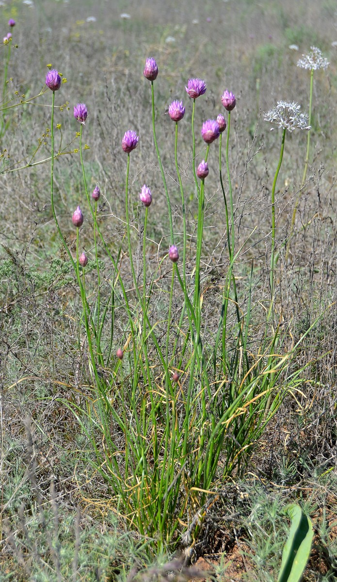 Изображение особи Allium inderiense.