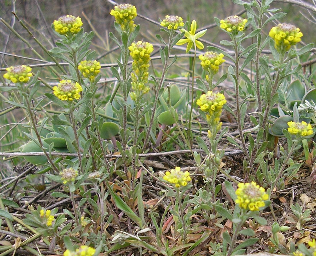 Изображение особи Alyssum turkestanicum var. desertorum.