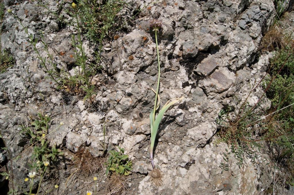 Image of genus Allium specimen.