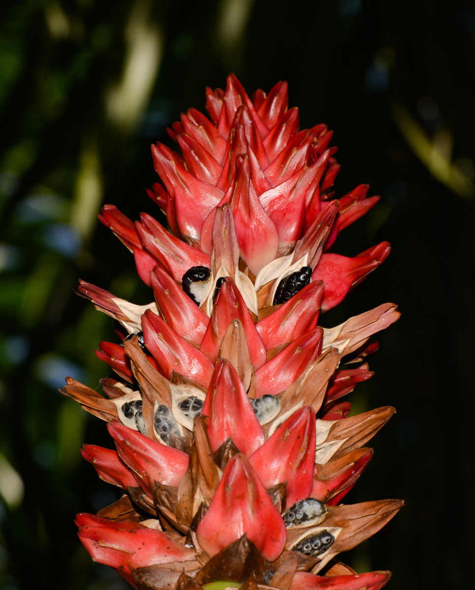 Image of Hellenia speciosa specimen.