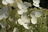 Hydrangea paniculata. Фертильные (без лепестокв) и стерильные (с лепестками) цветки. Украина, г. Киев, Ботанический сад им. М.М. Гришко. 22 августа 2008 г.