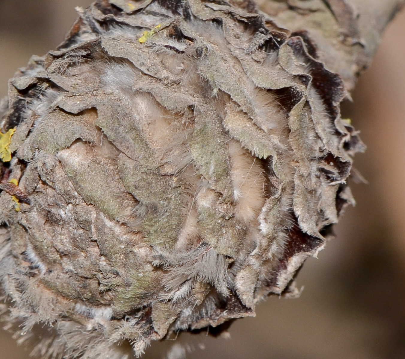 Image of Leucadendron galpinii specimen.