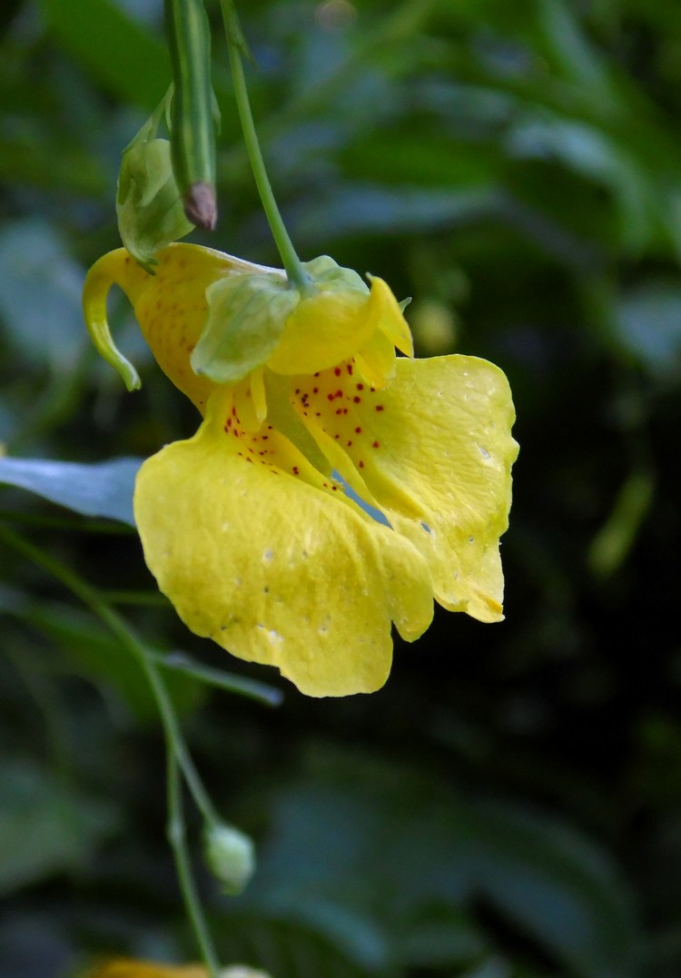 Изображение особи Impatiens noli-tangere.