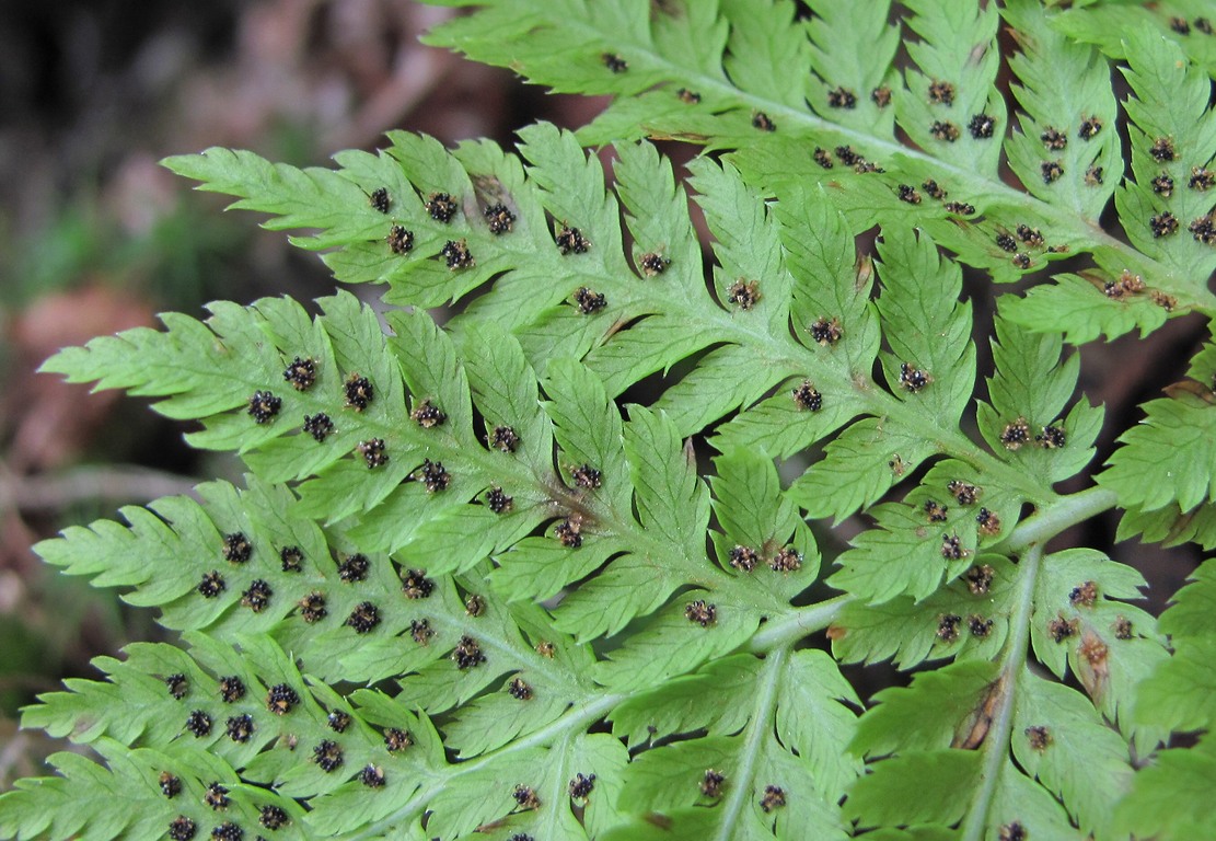 Image of Dryopteris assimilis specimen.