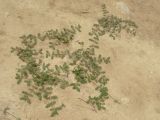 Tribulus terrestris. Цветущее и плодоносящее растение. Израиль, впадина Мертвого моря, киббуц Эйн-Геди, на неорошаемом участке. 25.04.2017.