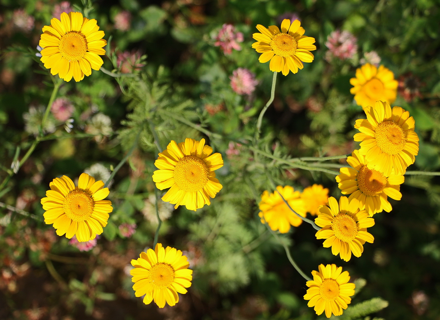 Image of Anthemis tinctoria specimen.