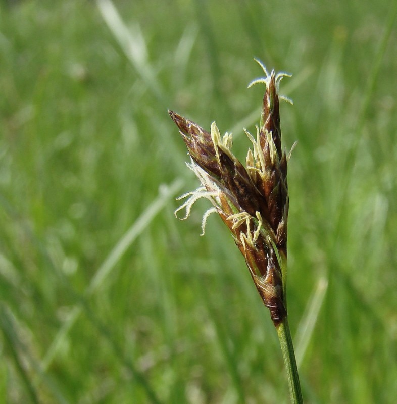 Image of Carex praecox specimen.