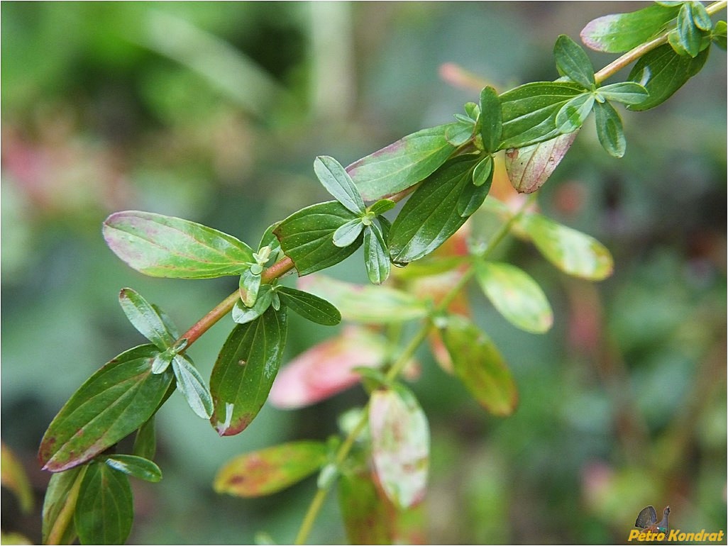 Изображение особи Hypericum perforatum.