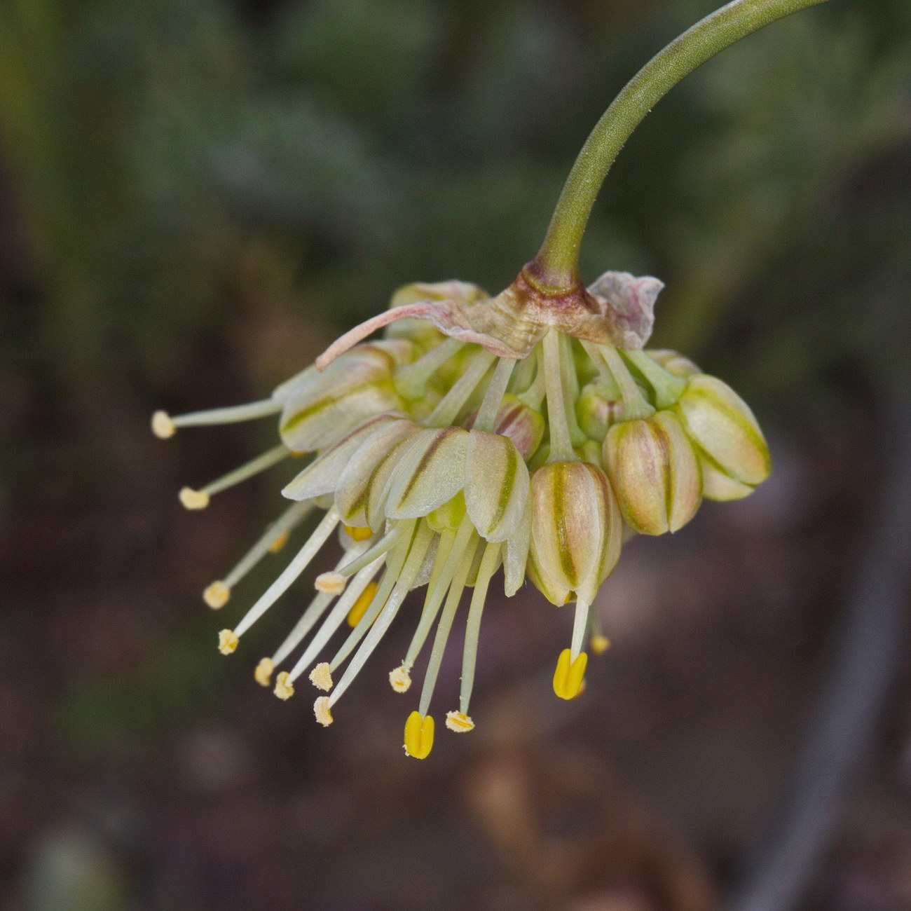 Image of Allium tianschanicum specimen.