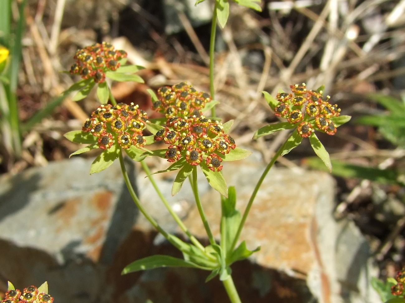 Image of Bupleurum atargense specimen.