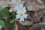 Primula vulgaris. Цветок. Азербайджан, окр. г. Куба (Губа), лесопарк. 6 апреля 2017 г.