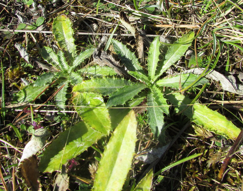 Image of Carlina fennica specimen.