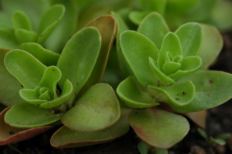 Image of Sedum obtusifolium specimen.