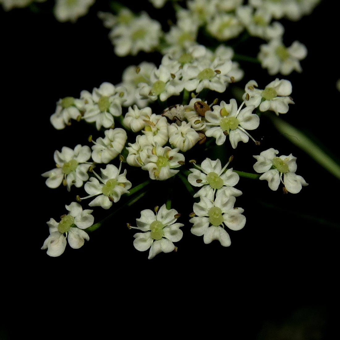 Image of Carum carvi specimen.