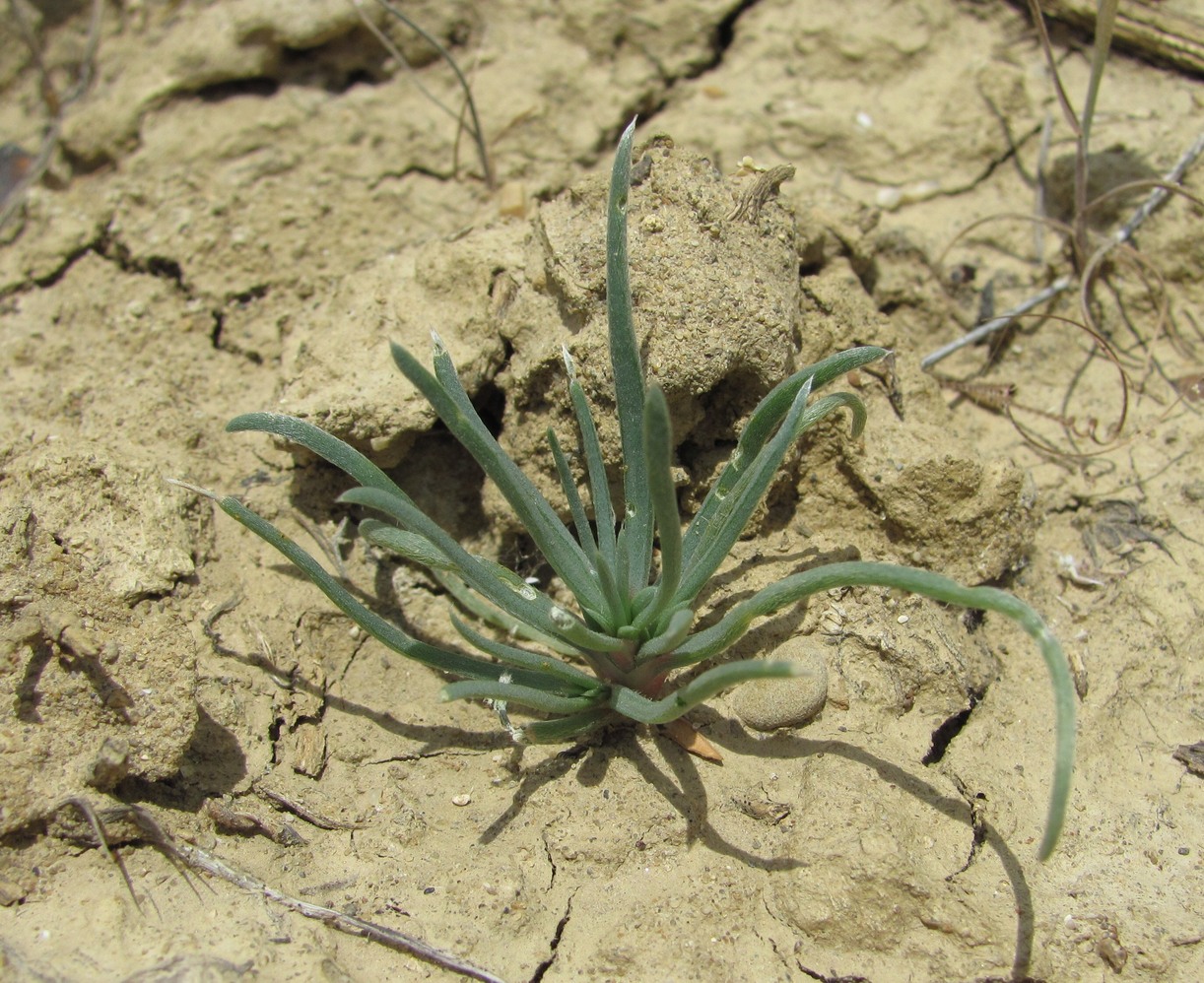 Image of genus Petrosimonia specimen.