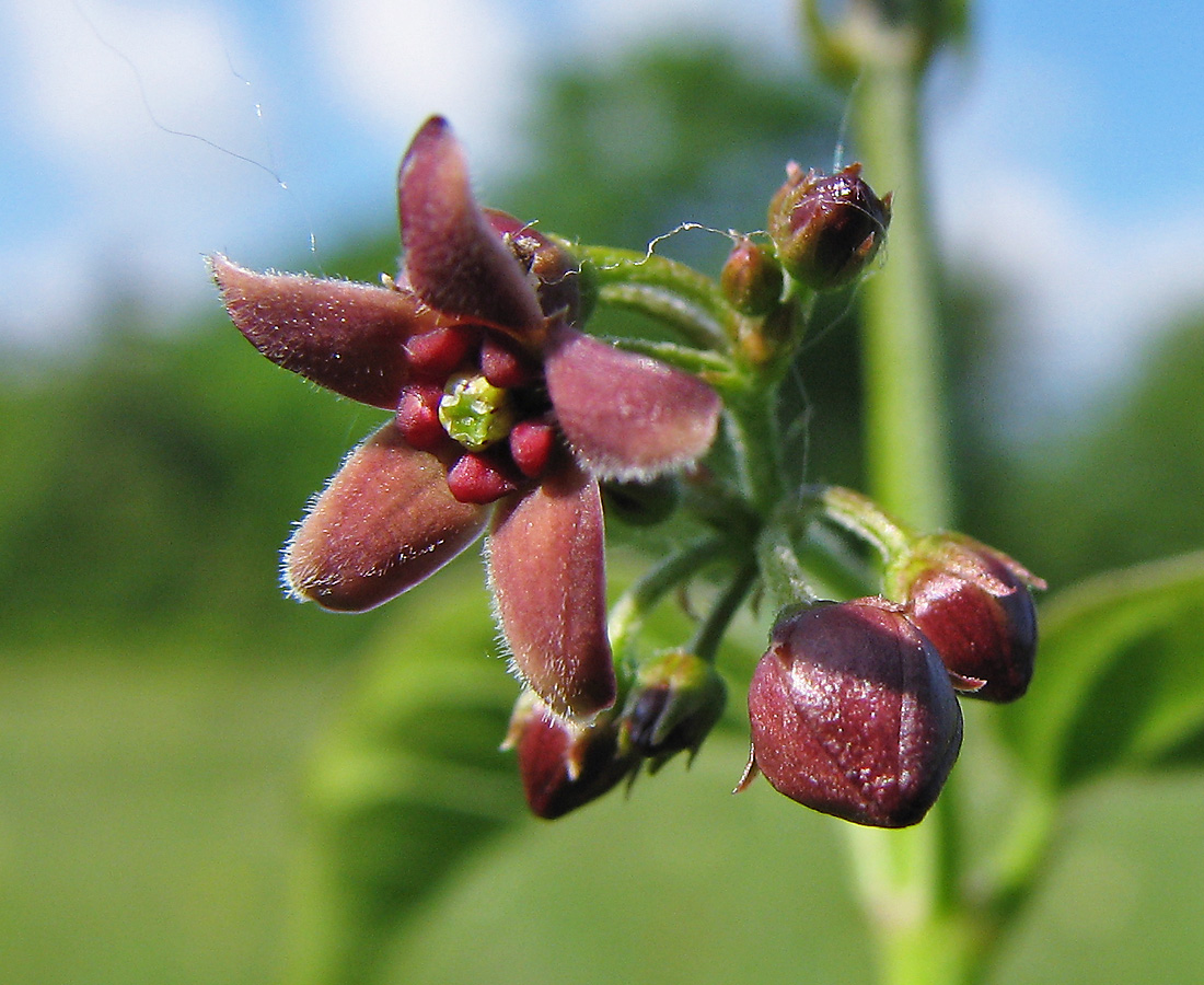 Image of Vincetoxicum scandens specimen.