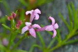 Asperula cristata. Цветки. Карачаево-Черкесия, Зеленчукский р-н, окр. пос. Архыз, хребет Абишира-Ахуба, южный склон пер. Федосеева, ≈ 2200 м н.у.м., сухое каменистое русло ручья. 30.07.2018.