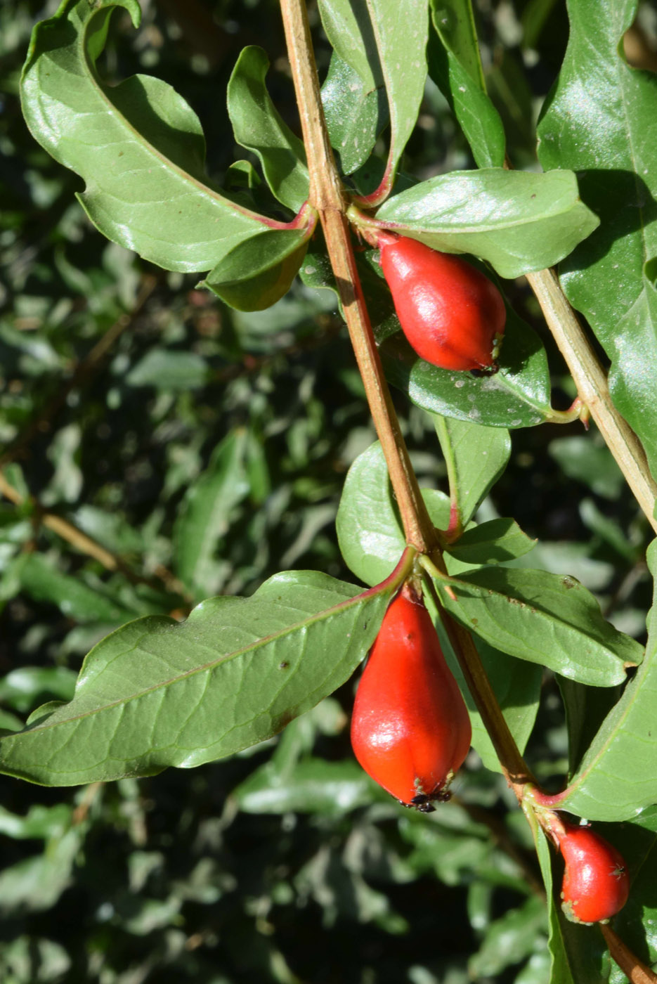 Image of Punica granatum specimen.