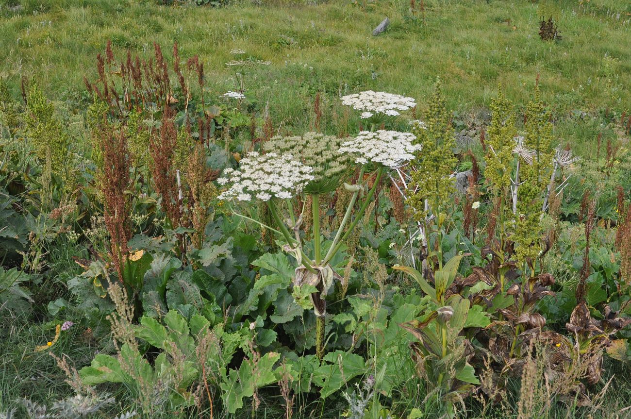 Image of genus Heracleum specimen.