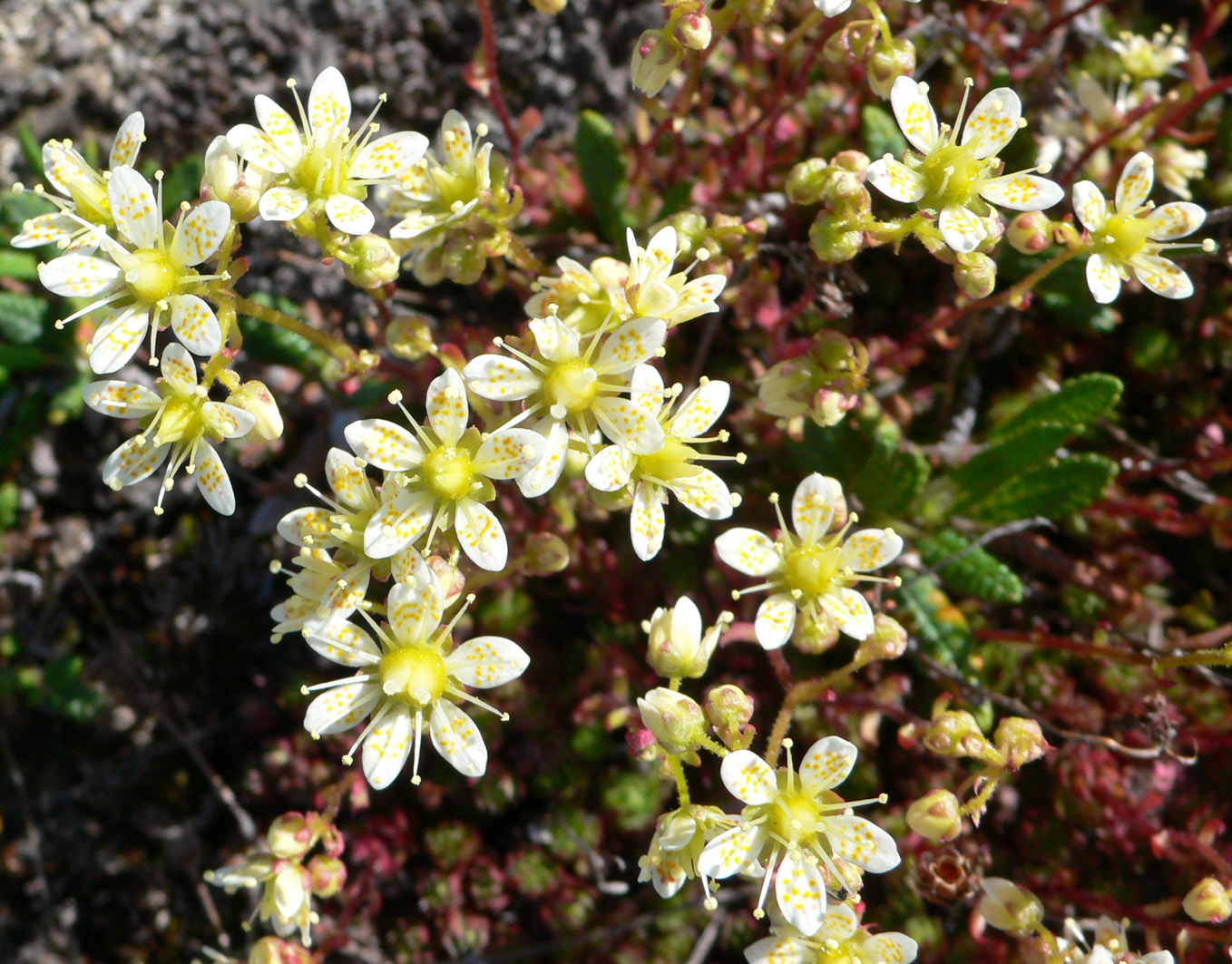 Изображение особи Saxifraga spinulosa.