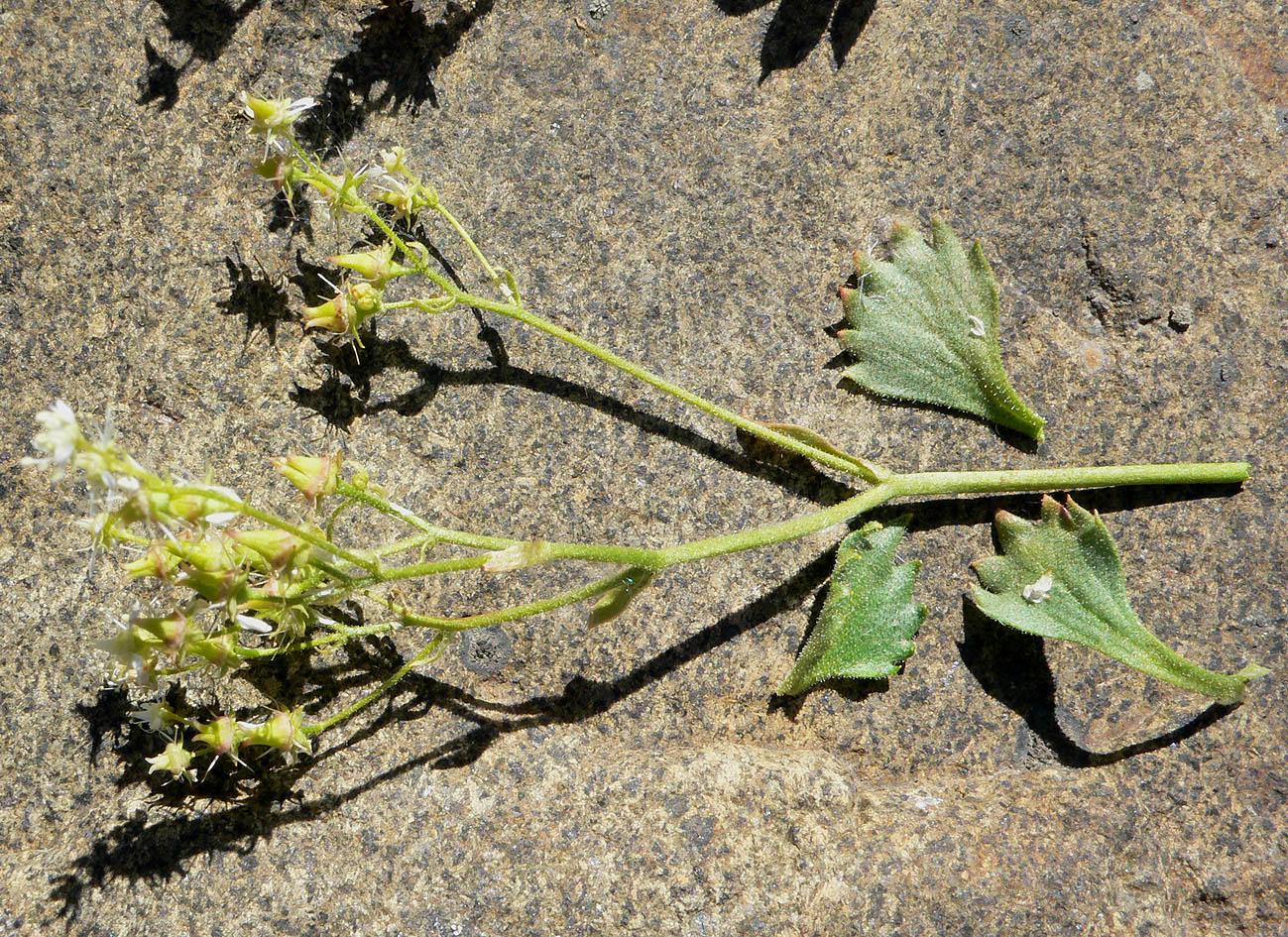 Изображение особи Micranthes punctata.