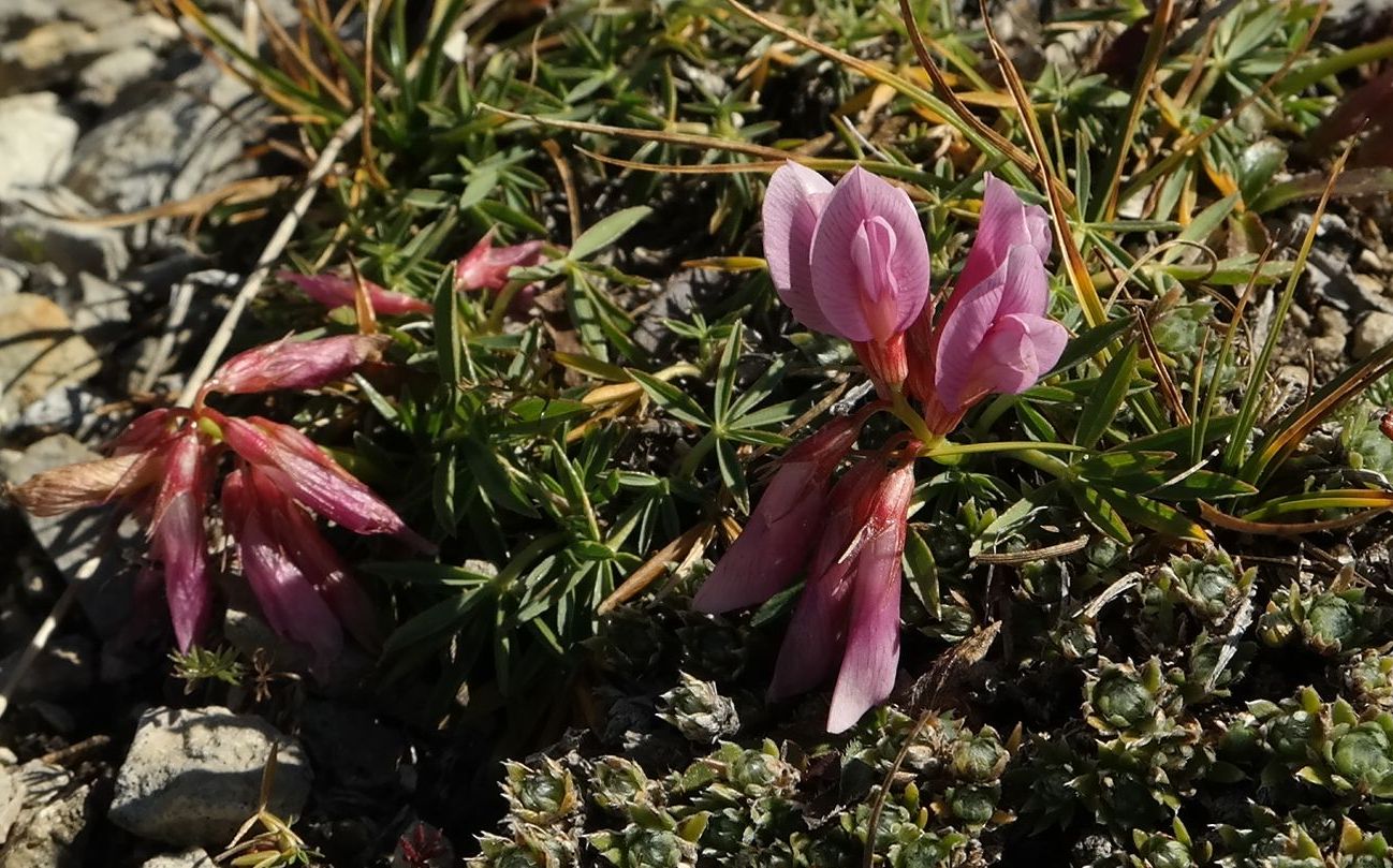 Image of Trifolium polyphyllum specimen.