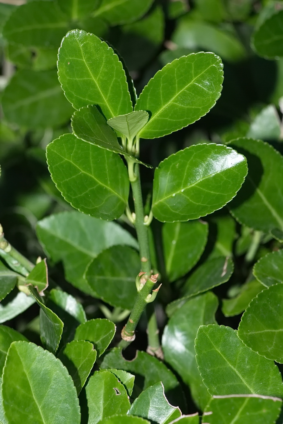 Image of Euonymus fortunei specimen.