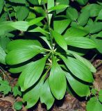 Lilium martagon