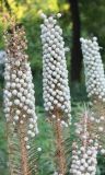 View full-size image Eremurus ambigens