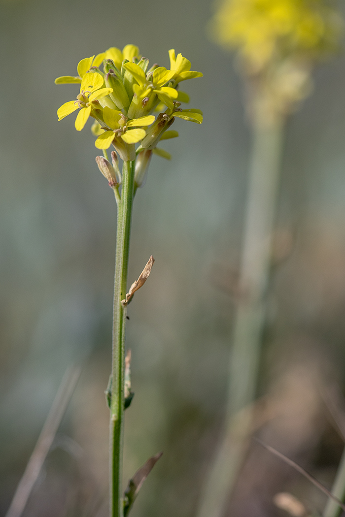 Image of Erysimum cuspidatum specimen.