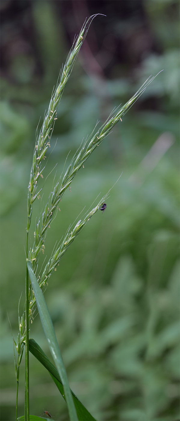 Image of Elymus caninus specimen.