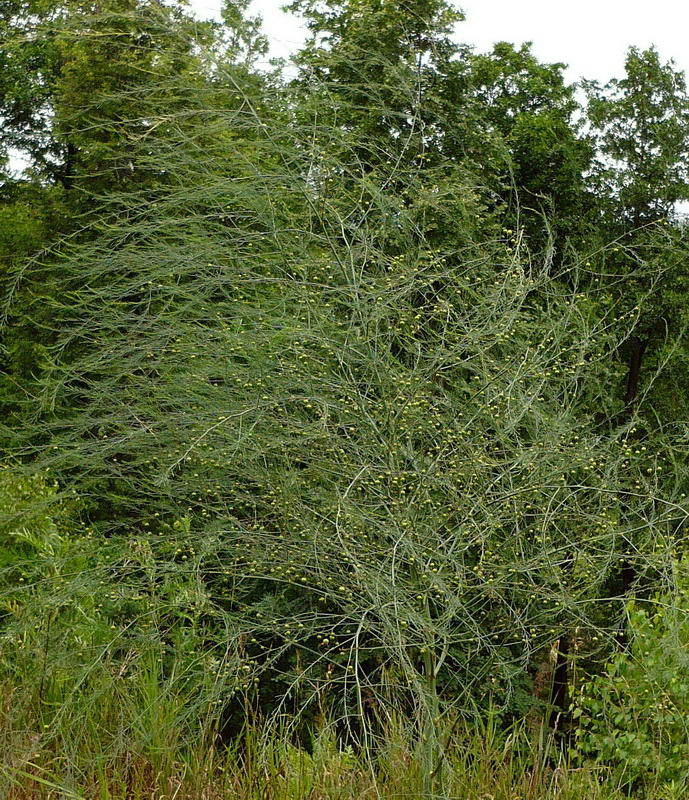 Изображение особи Asparagus officinalis.