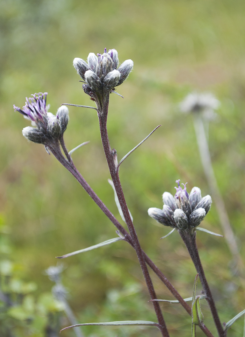 Изображение особи Saussurea alpina.