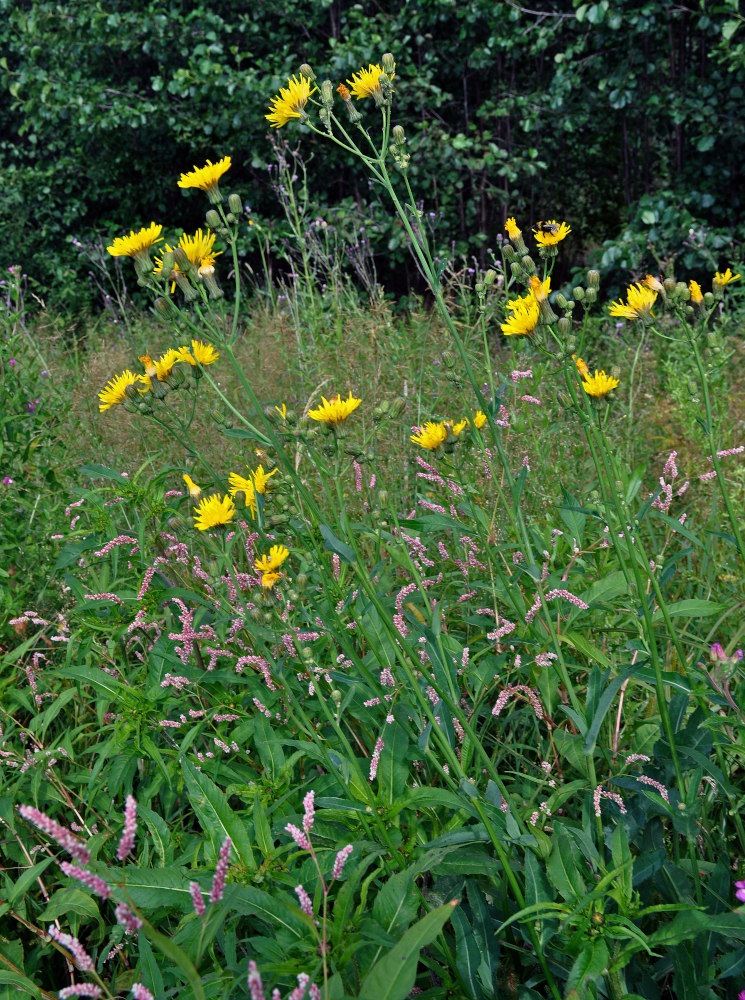 Image of Sonchus arvensis specimen.