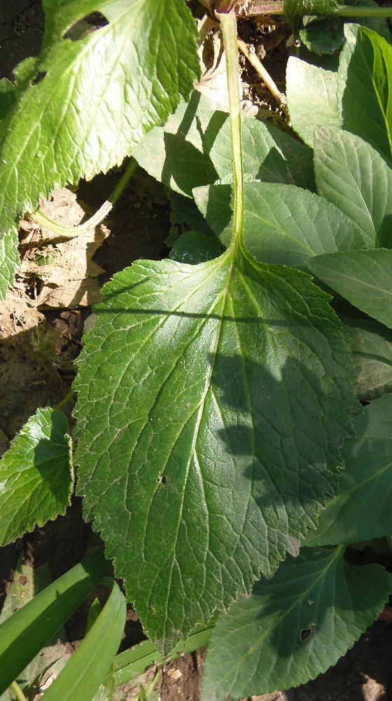 Image of Campanula takesimana specimen.