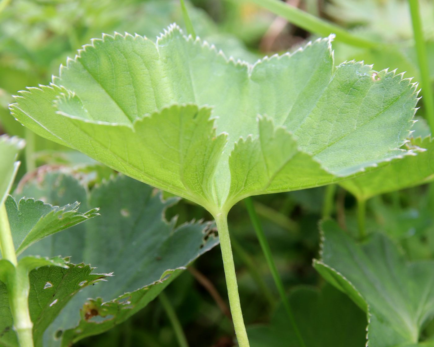 Image of Alchemilla baltica specimen.