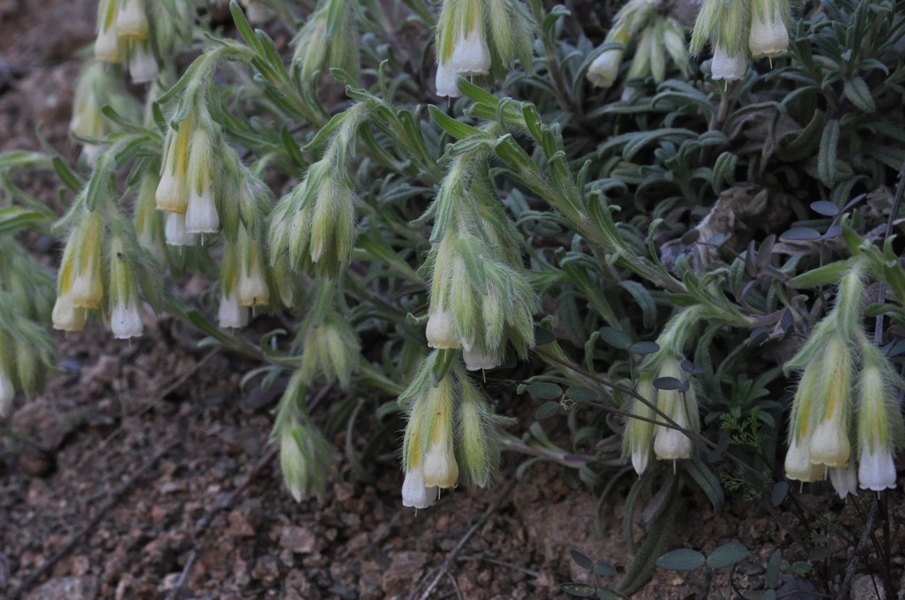 Image of genus Onosma specimen.