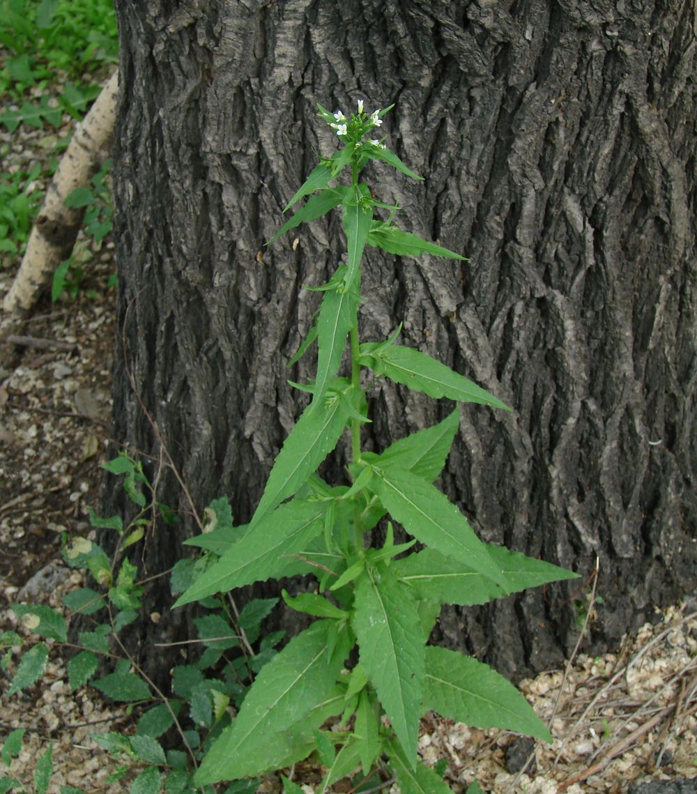 Image of Arabis pendula specimen.