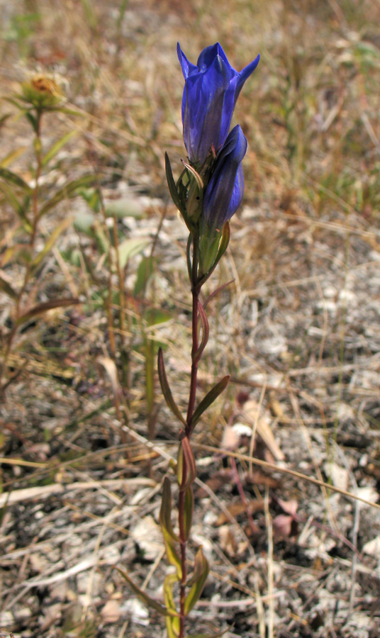 Image of Gentiana pneumonanthe specimen.