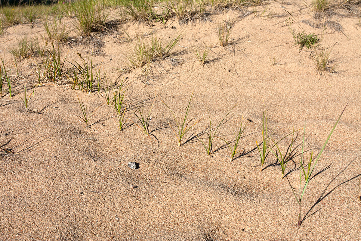 Image of Carex arenaria specimen.