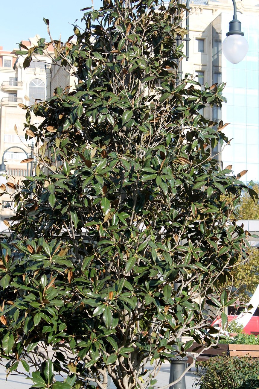 Image of Magnolia grandiflora specimen.