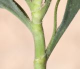 Plantago amplexicaulis