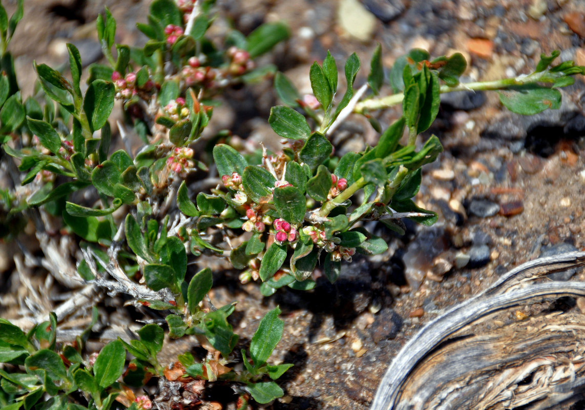 Image of genus Atraphaxis specimen.