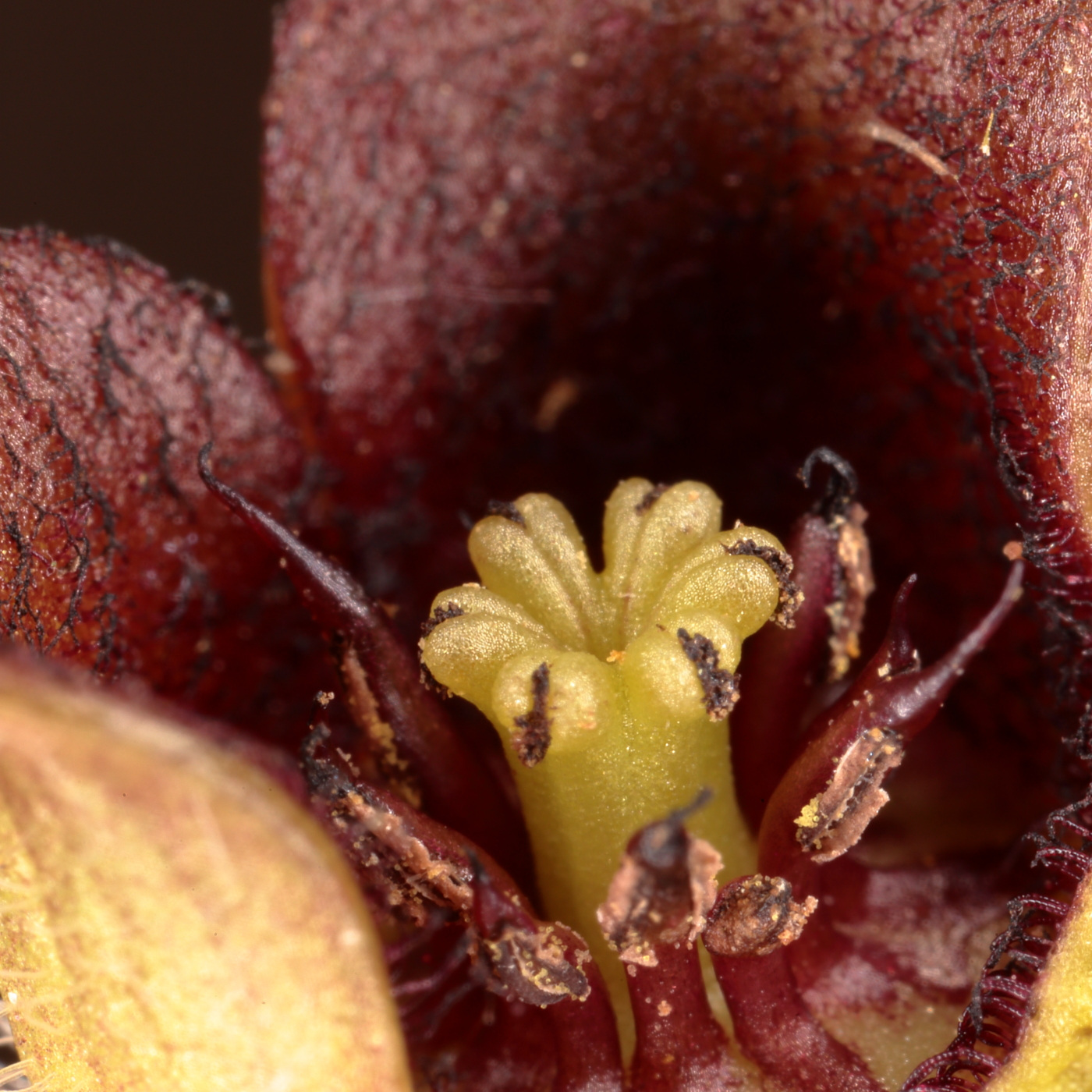 Изображение особи Asarum europaeum.