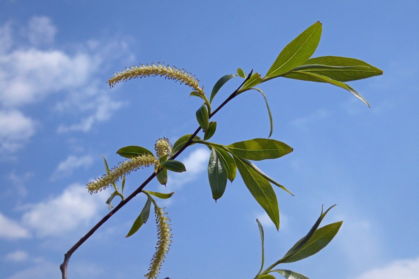 Image of Salix alba specimen.