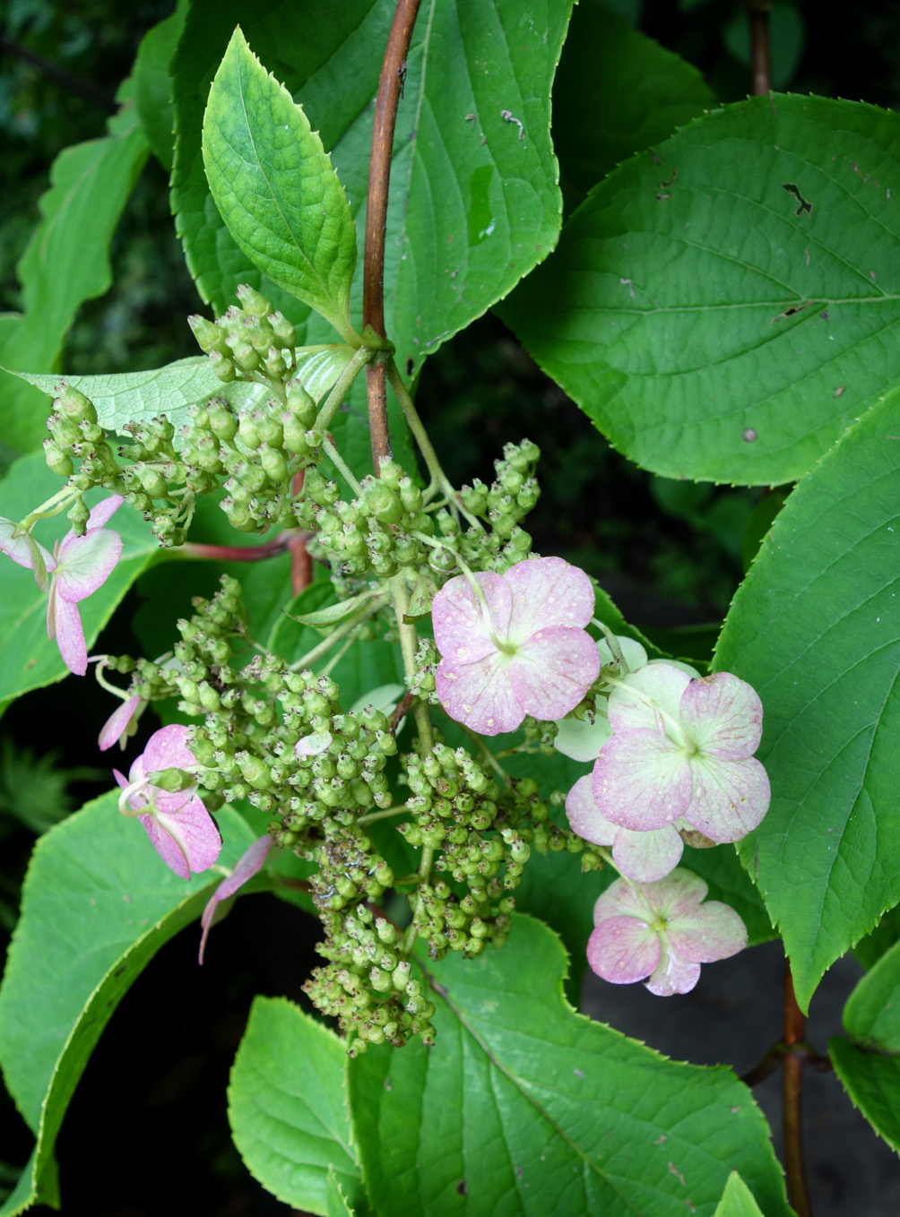 Image of Hydrangea paniculata specimen.