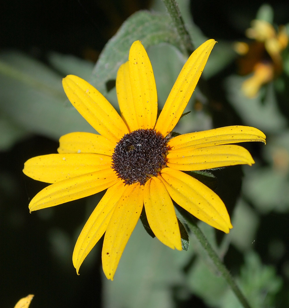 Image of Rudbeckia hirta specimen.